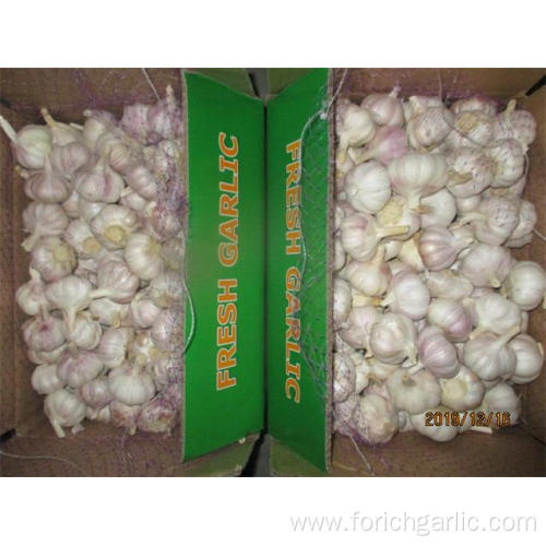 2019 Normal Garlic Fresh